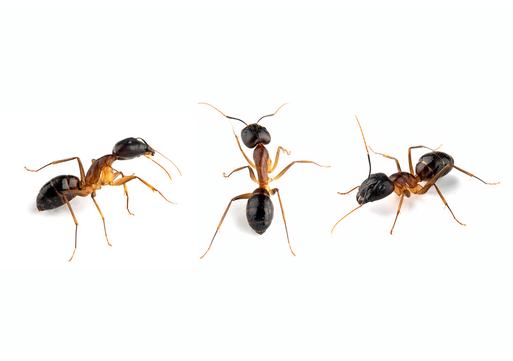 Principais sinais da infestação de formigas