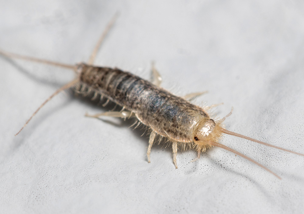 Principais sinais da infestação de bichos da prata
