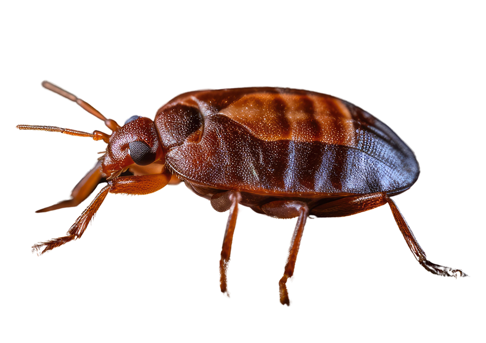 Principais sinais da infestação de percevejos