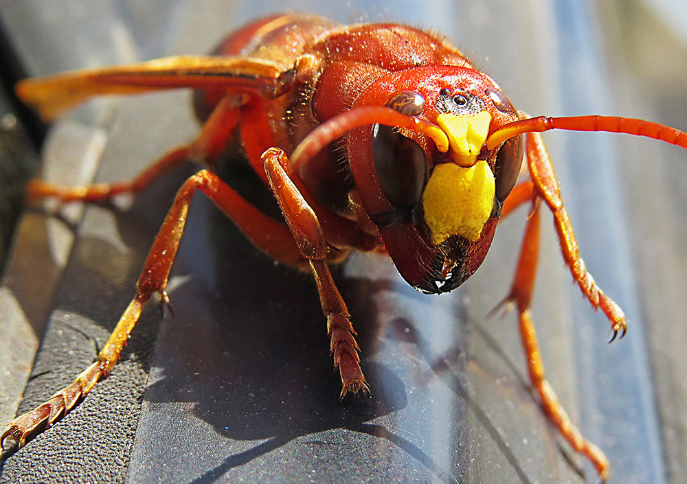Principais sinais da infestação de vespa asiática