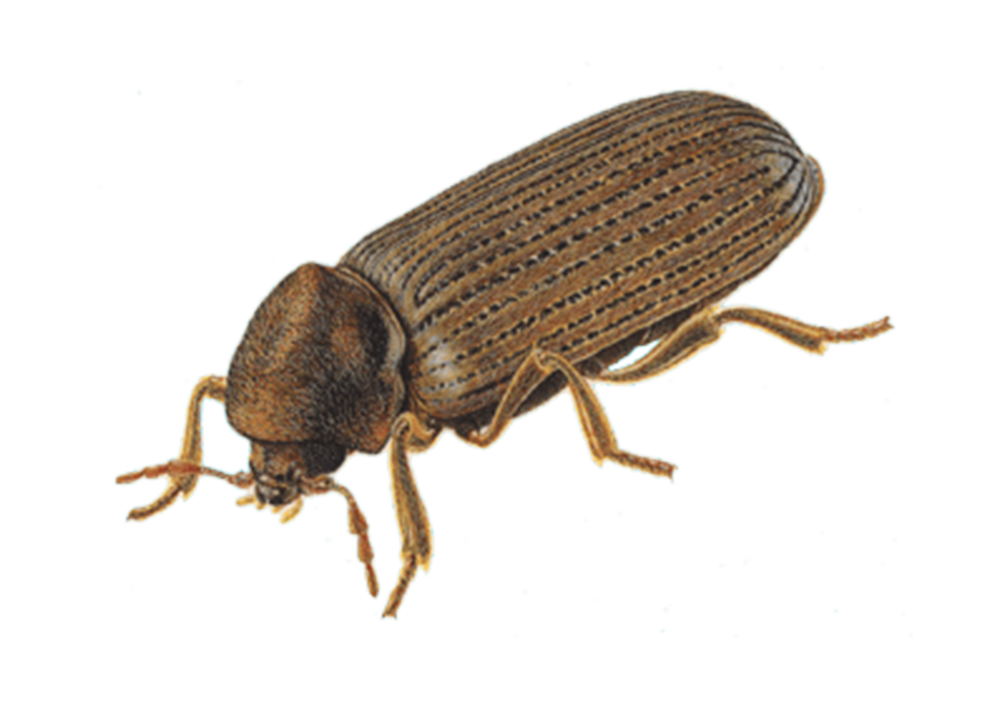 Principais tipos de bicho da madeira