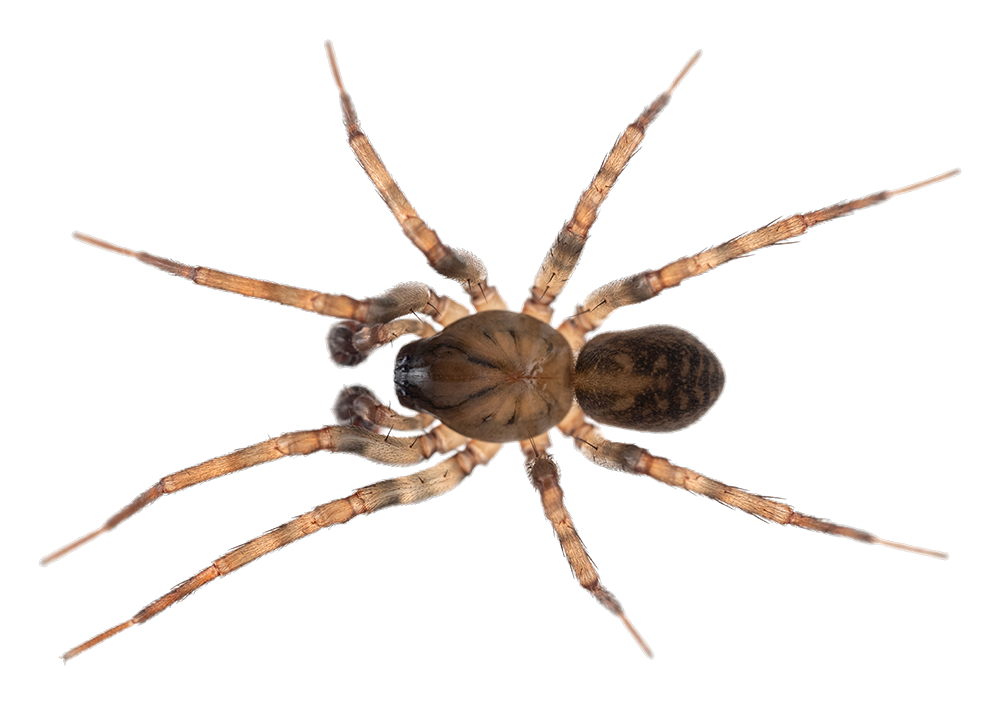 Principais tipos de aranhas