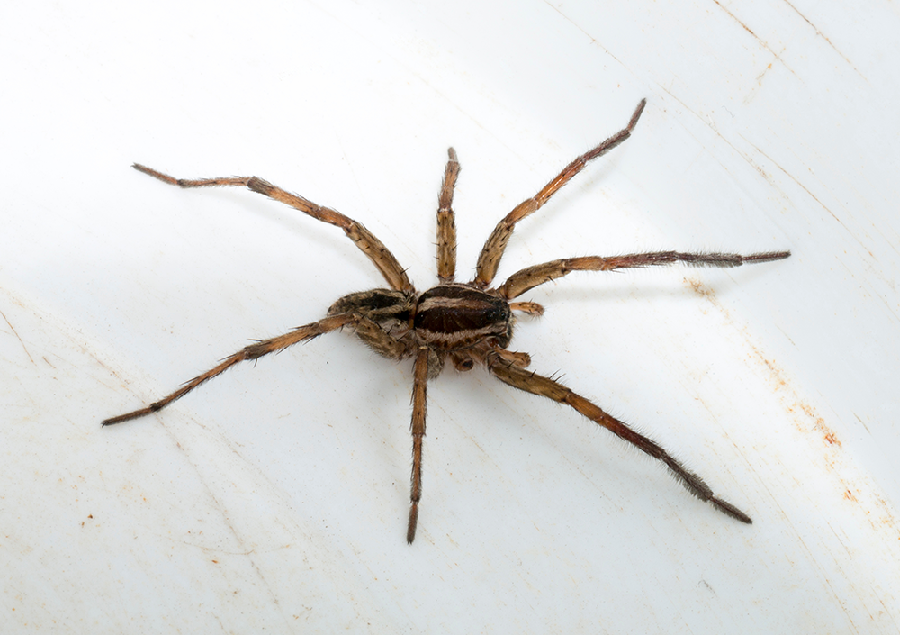 Principais sinais da infestação de aranhas