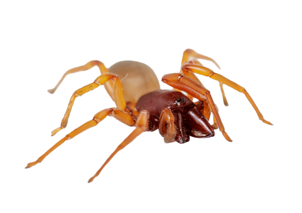 Desinfestação de aranhas aos melhores preços